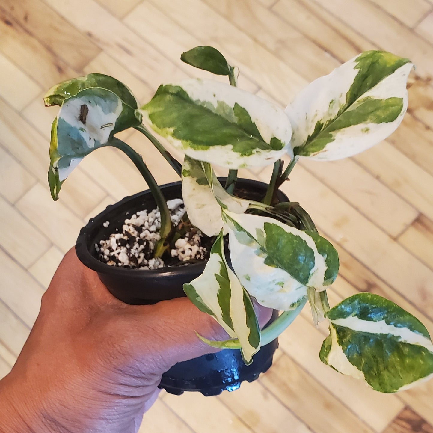 3.5" Pothos Pearls And Jade