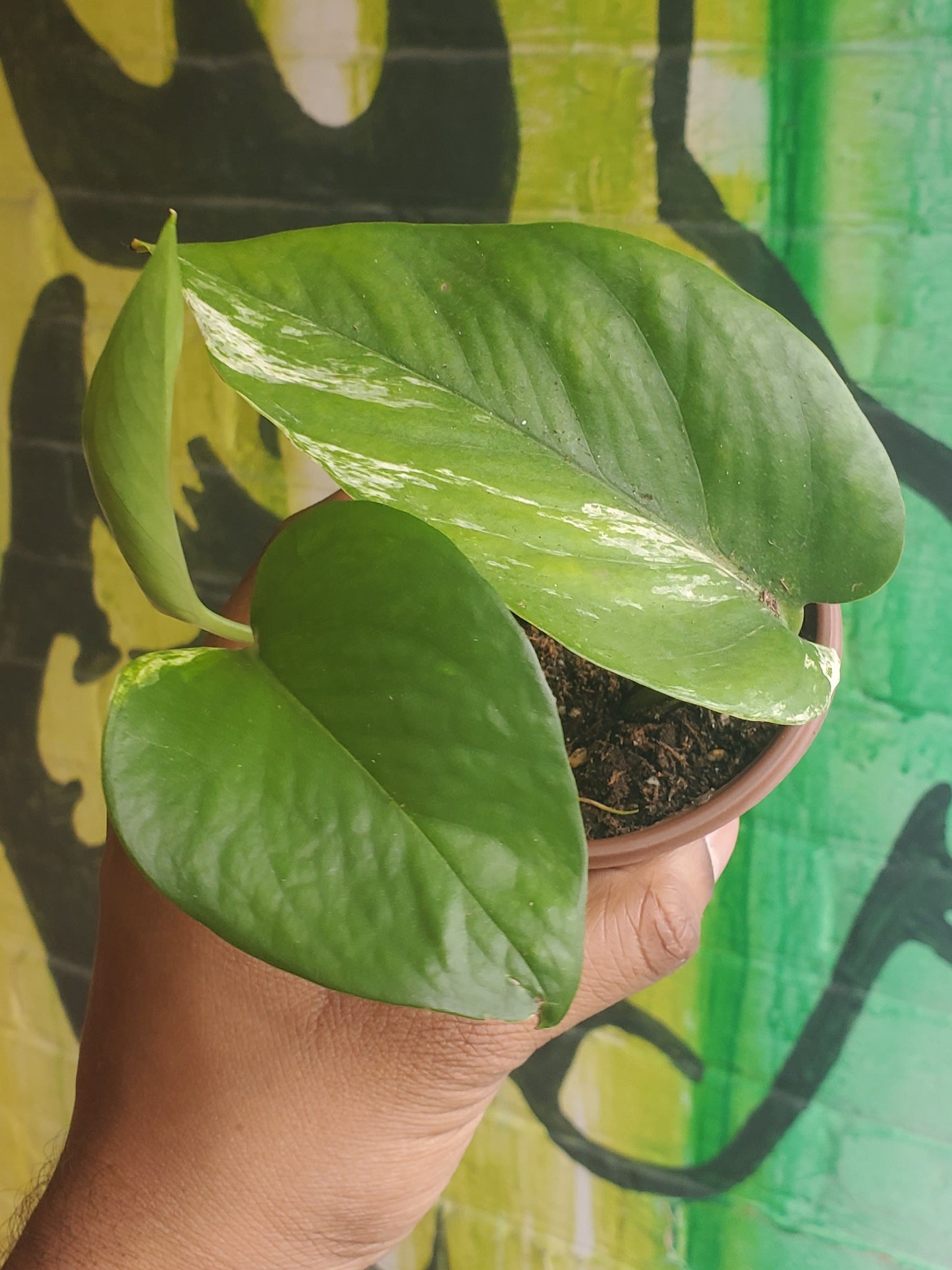 3.5" Pothos Marble Queen