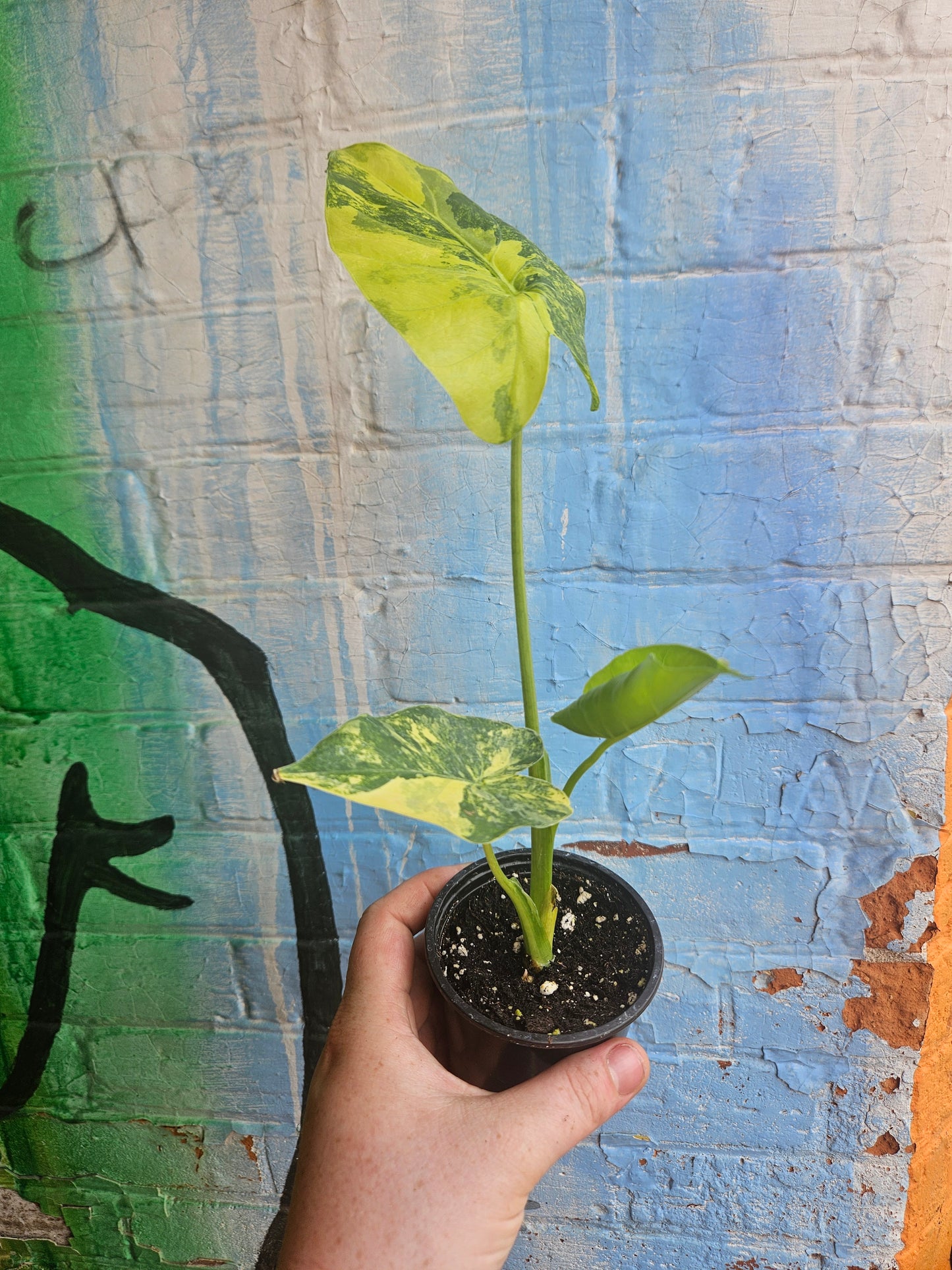 4” Alocasia Odora Yellow Variegated