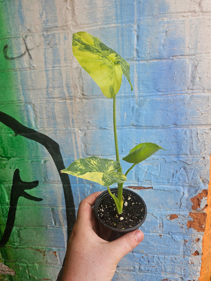 4” Alocasia Odora Yellow Variegated