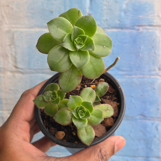 3.5" Aeonium haworthii