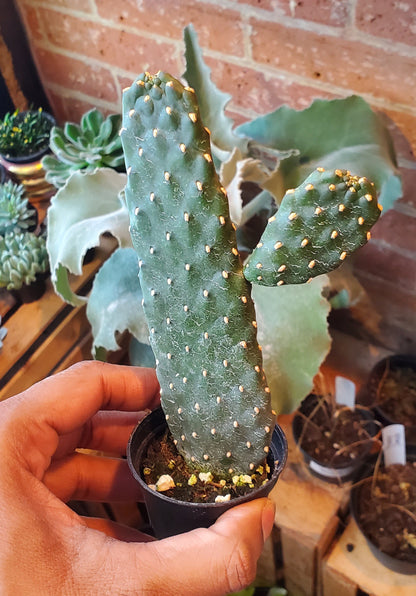 2.5” Cartoon Cactus | Consolea Rubescens