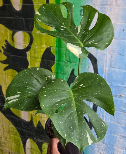 6” Monstera Thai Constellation