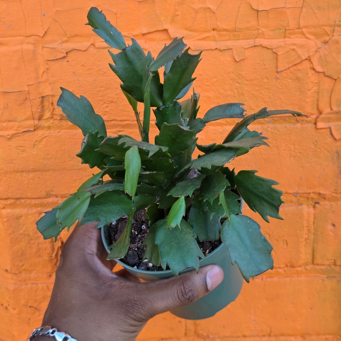 4" Christmas Cactus
