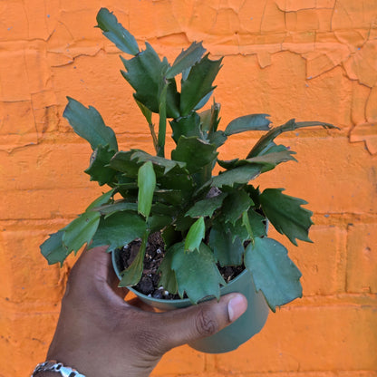 4" Christmas Cactus