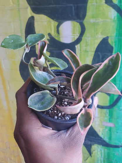 3.5" Hoya Carnosa Krimson Queen