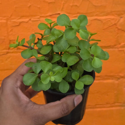 3.5" Portulacaria afra | Elephant Bush