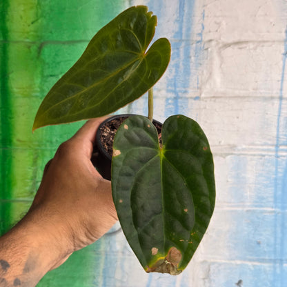 4” Anthurium Luxurians Dark Form (TAC)