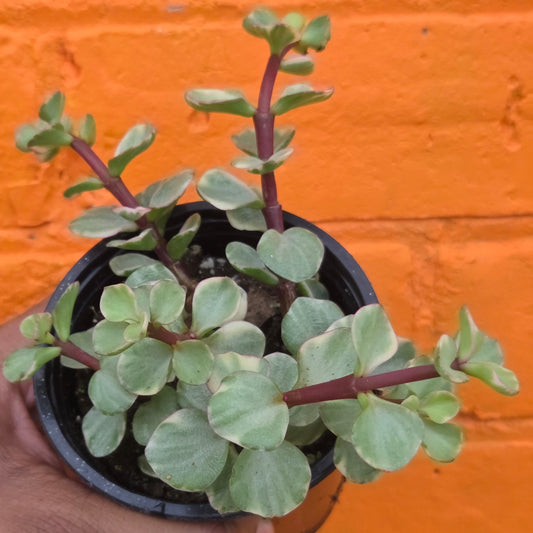 3.5" Variegated Portulacaria afra | Elephant Bush