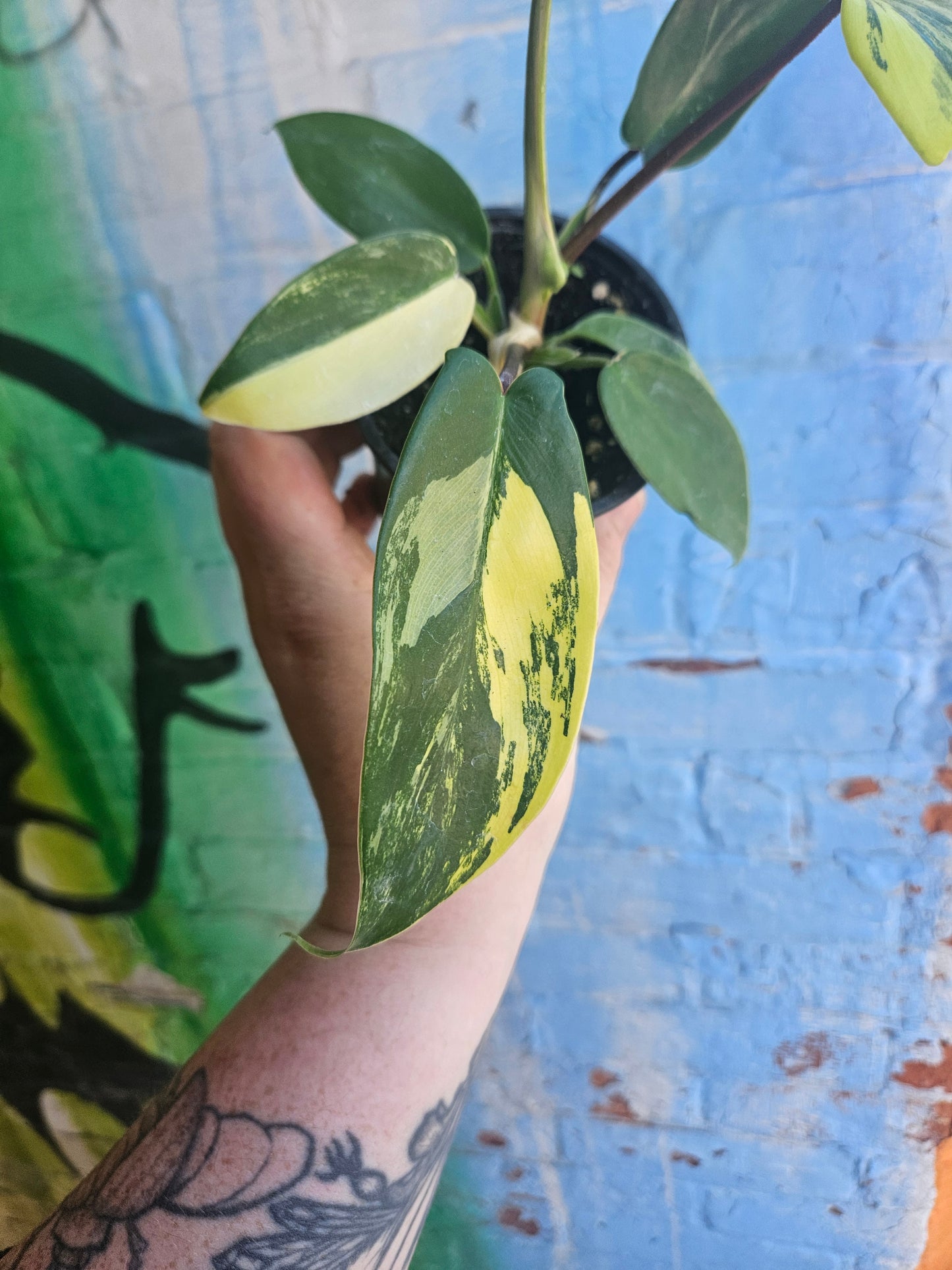 4” Philodendron Florida Beauty
