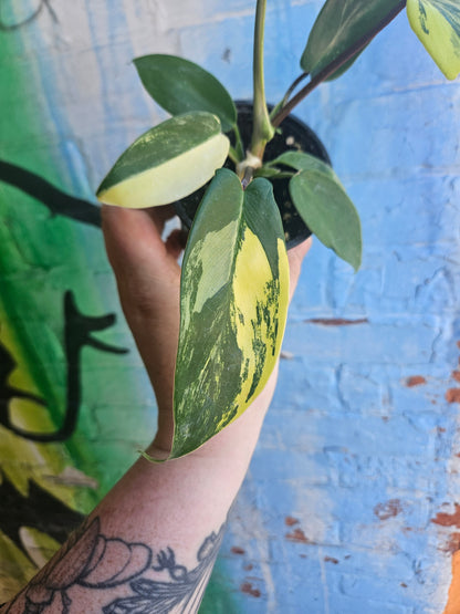 4” Philodendron Florida Beauty