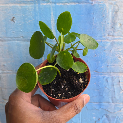 3" Pilea Peperomioides | Friendship Plant