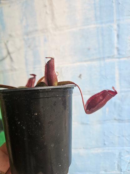 3.5" Nepenthes Rebecca Soper