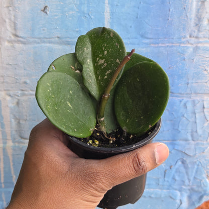 3.5" Hoya Obovata