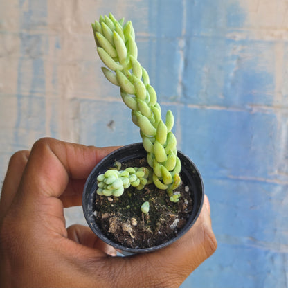 2.5" Burro's Tail | Sedum Morganianum Burro