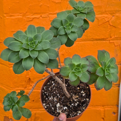 5" Aeonium haworthii