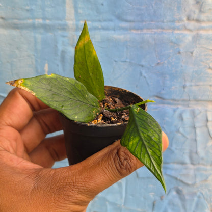 2.5" Hoya polyneura