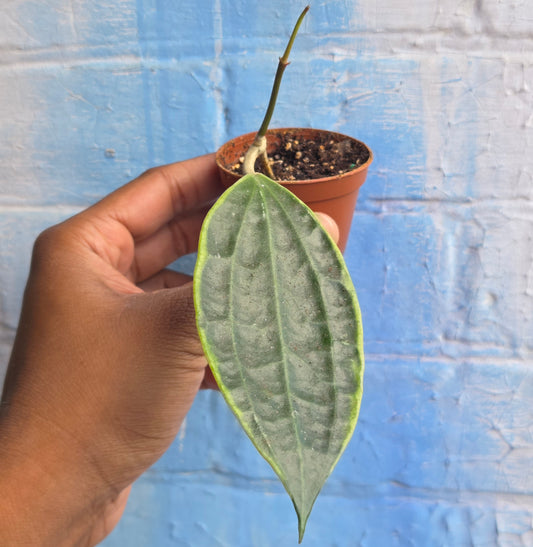 2.5" Hoya Macrophylla