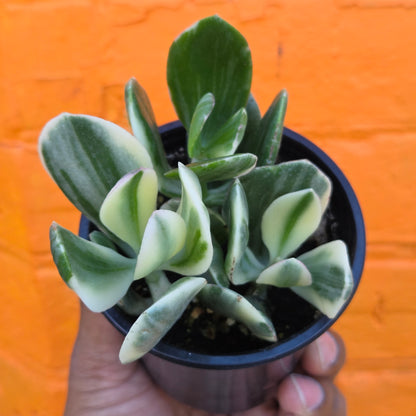 3.5" Variegated Jade | Crassula Ovata