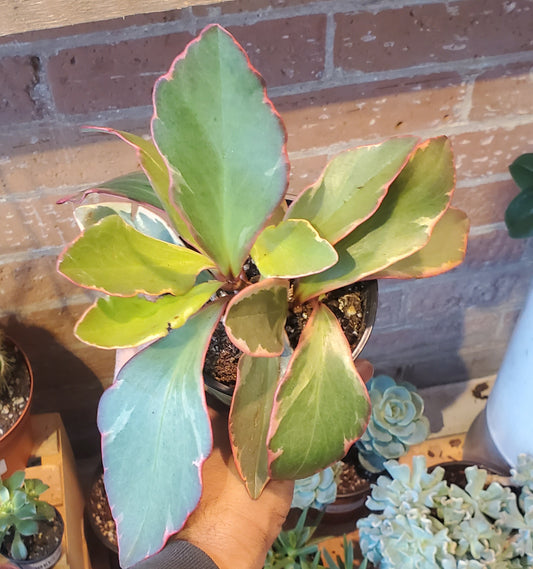 4" Peperomia Ginny