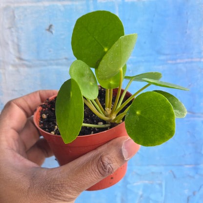 3" Pilea Peperomioides | Friendship Plant