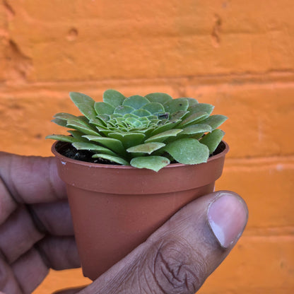 2.5" Aeonium tabuliforme