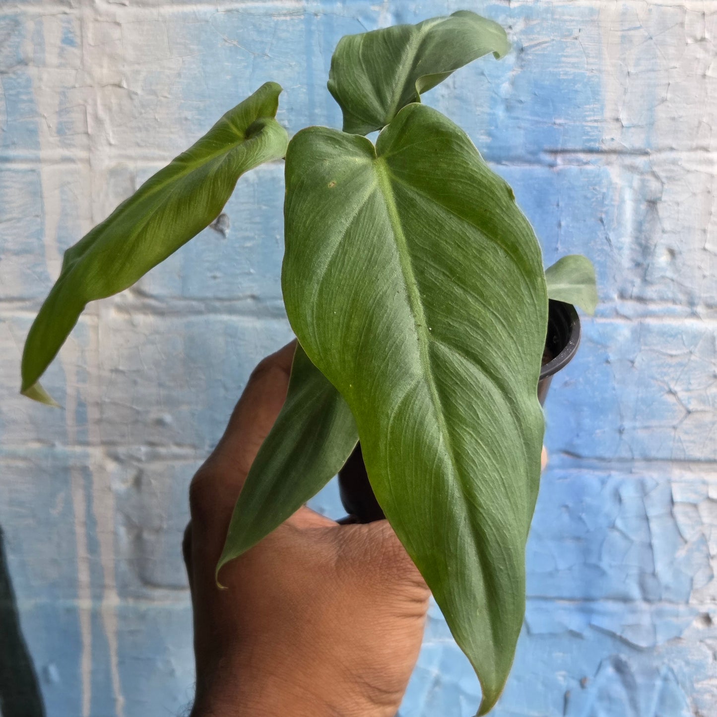 3.5" Philodendron Maximum
