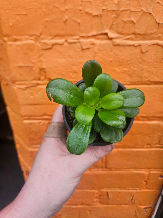 3.5" Peperomia Opus Grandis