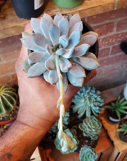 3.5" Sedeveria Lilac Mist