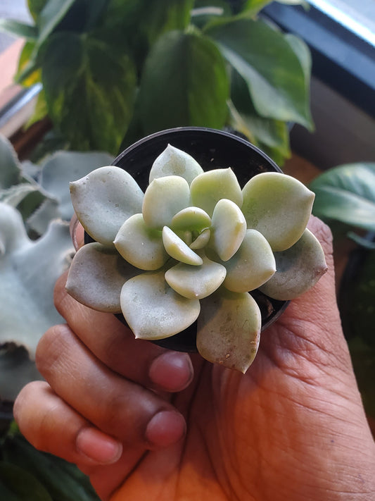 2.5" Graptoveria Opalina