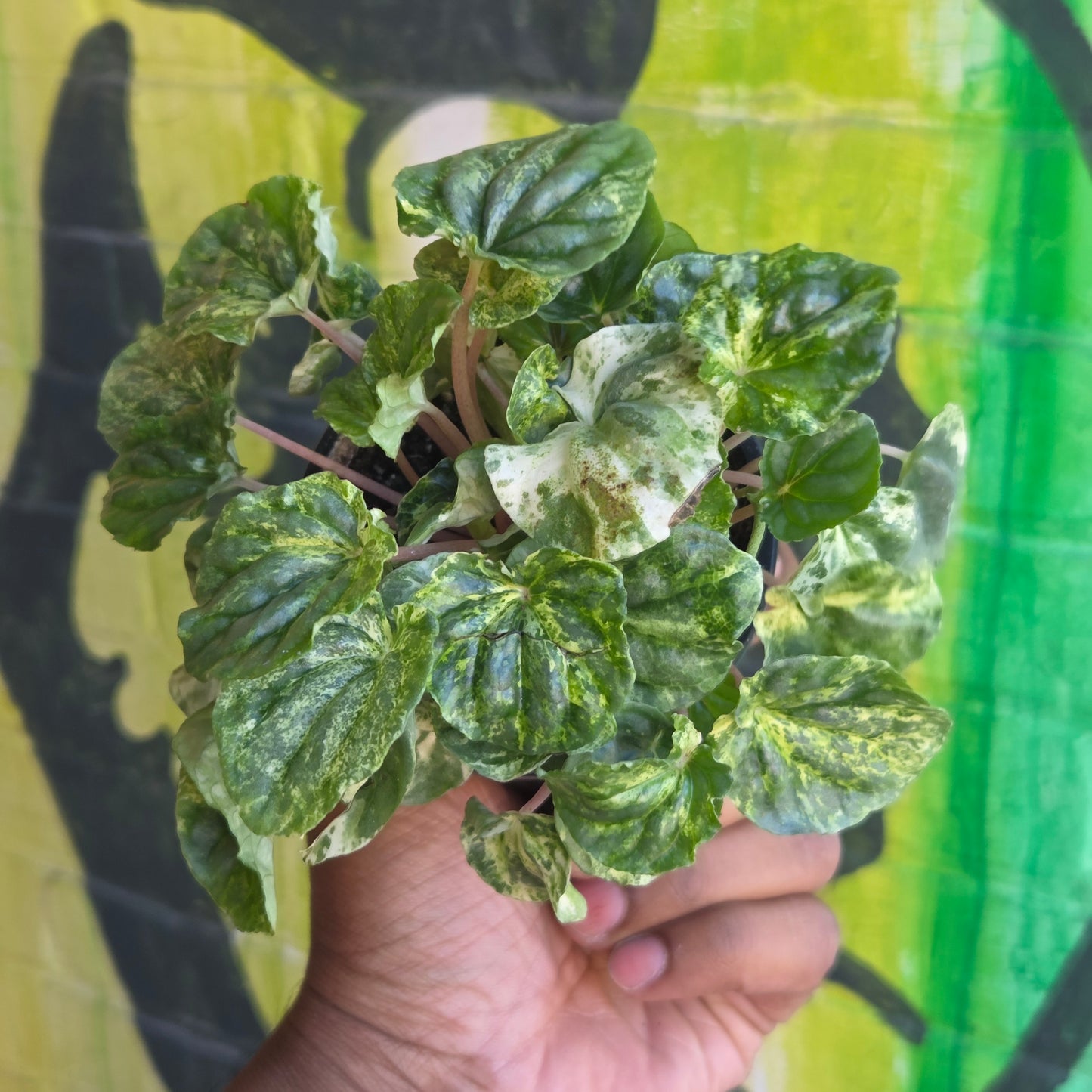 3.5" Peperomia Ripple Variegated