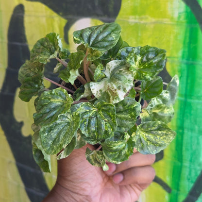 3.5" Peperomia Ripple Variegated