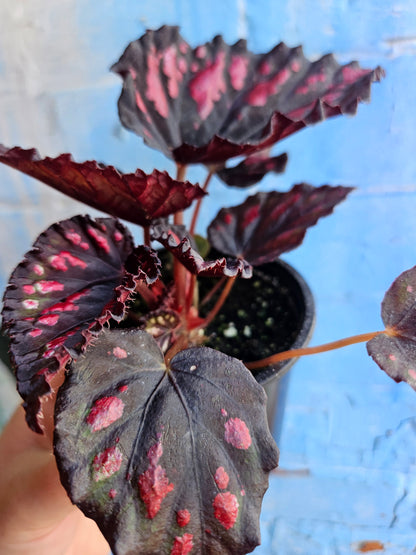 3.5" Begonia Rex Etna