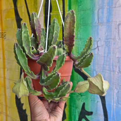 6” Stapelia Hirsuta Hanging Basket