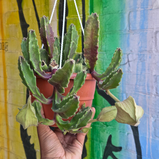 6” Stapelia Hirsuta Hanging Basket