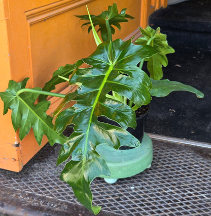 6" Philodendron Bob Cee