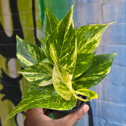 3.5" Hawaiian Pothos