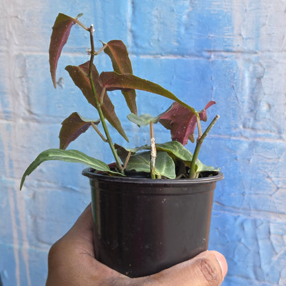 3.5” Cissus Amazonica