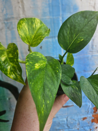 3.5" Pothos Golden