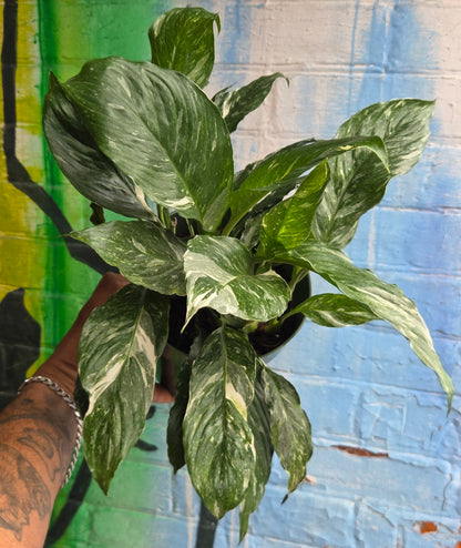 6" Spathiphyllum Diamond