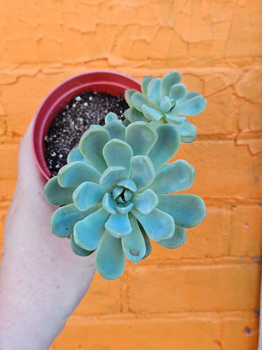 4" Echeveria Elegans