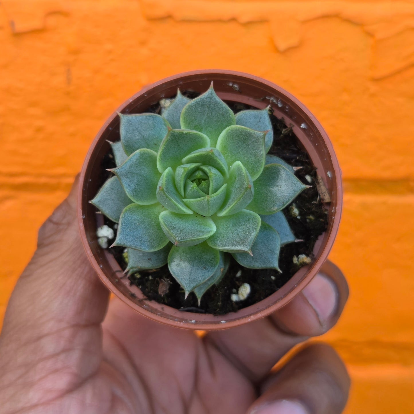 2.5" Echeveria Fabiola