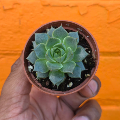 2.5" Echeveria Fabiola
