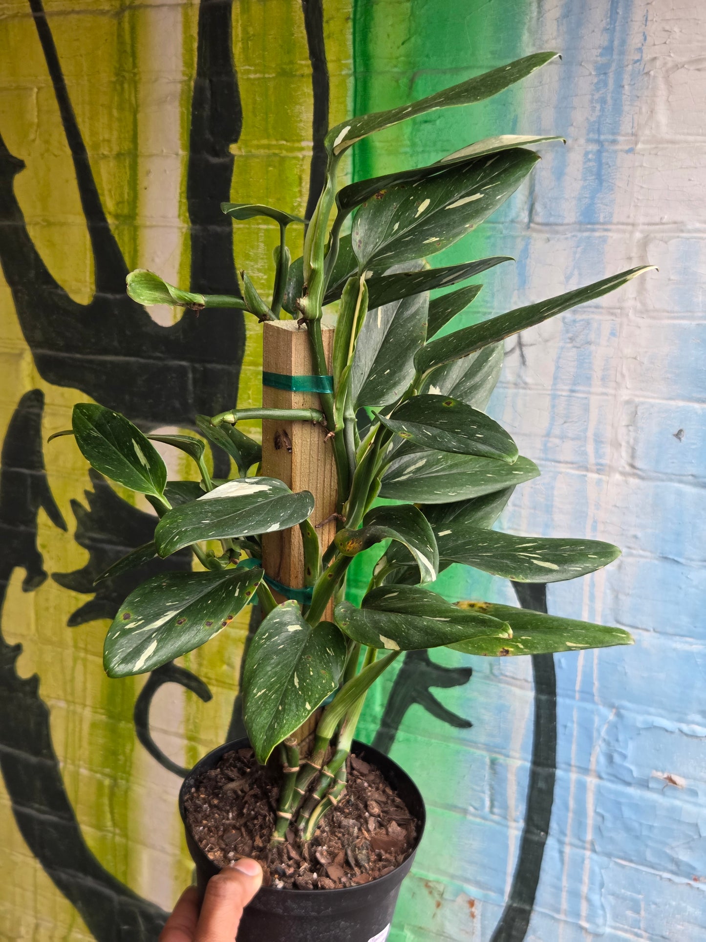 6" Monstera Standleyana Albo Totem