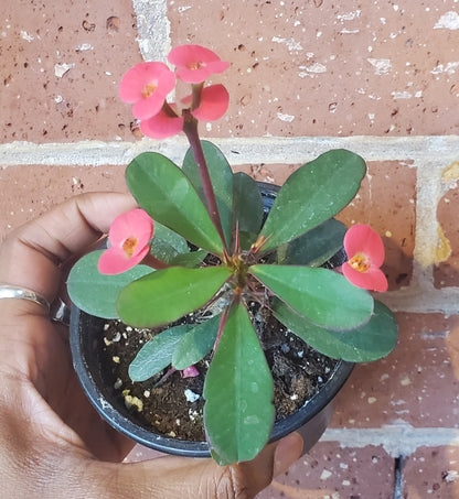 4” Euphorbia x Lomi| Crown of Thorns