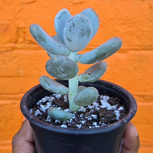 3.5” Pachyphytum Oviferum