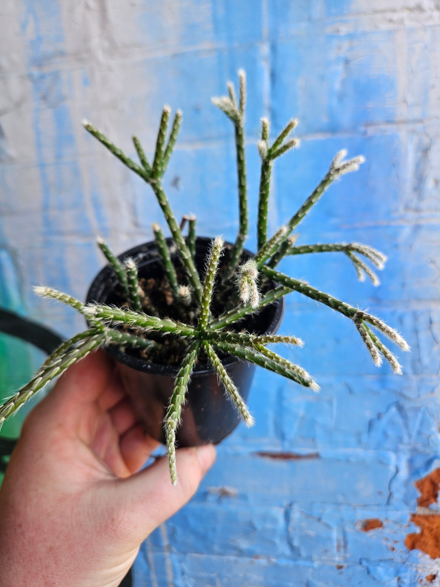 3.5” Rhipsalis Baccifera