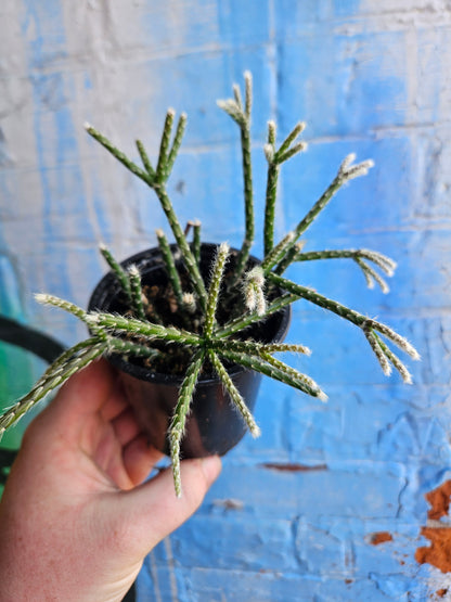 3.5” Rhipsalis Baccifera