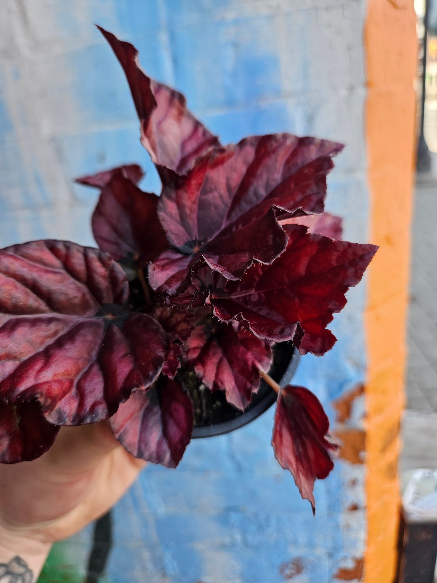3.5" Begonia Rex Red Bull