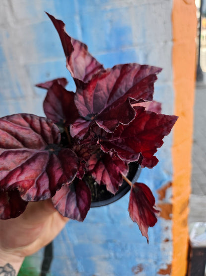 3.5" Begonia Rex Red Bull